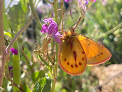 Colias lesbia