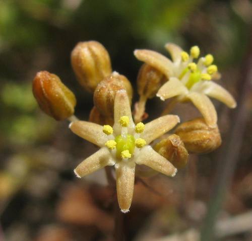 Austronea virens