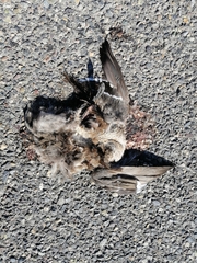 Leucophaeus modestus