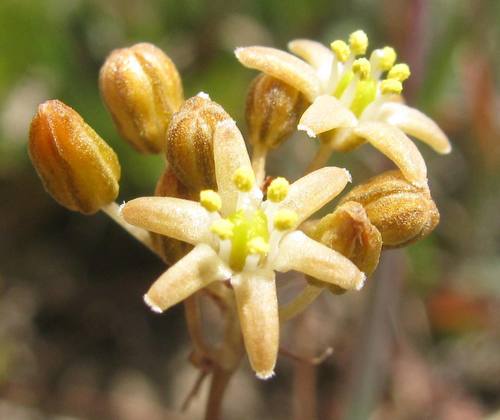 Austronea virens