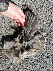 Leucophaeus modestus