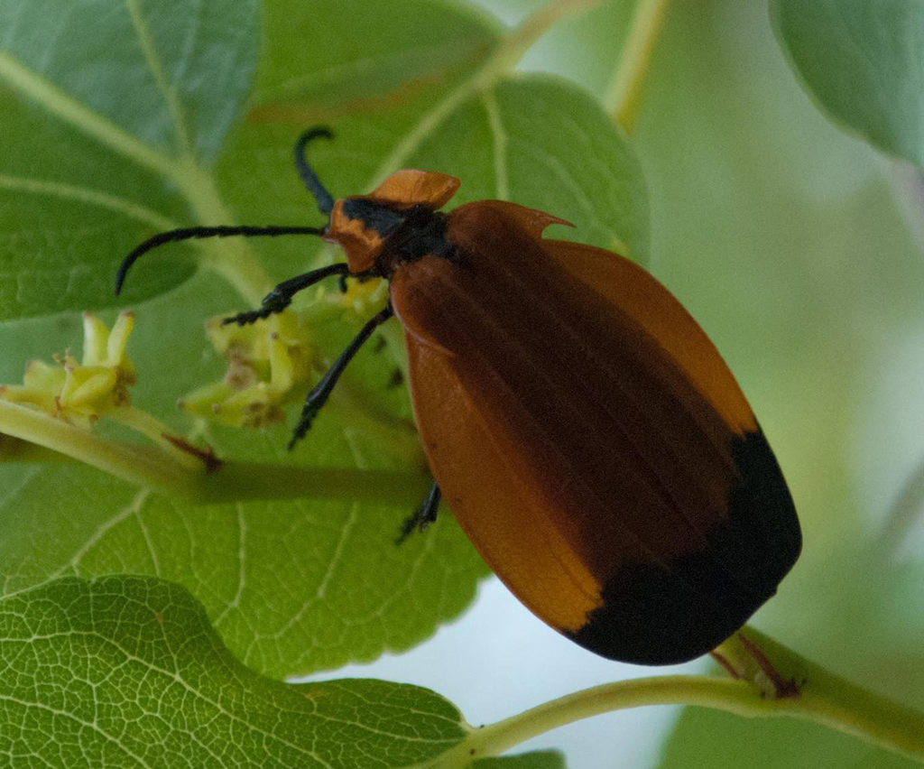 Lycus corniger