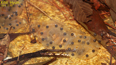 Hynobius quelpaertensis