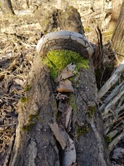 Phellinus populicola