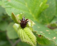 Himatolabus pubescens
