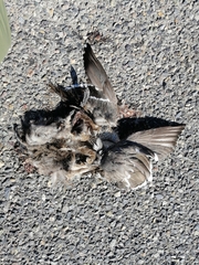 Leucophaeus modestus