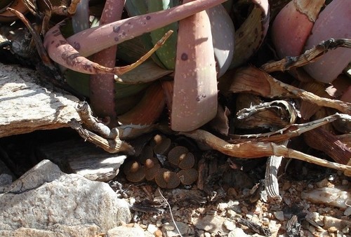 Lithops mennellii L.Bolus