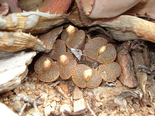 Lithops mennellii L.Bolus 2