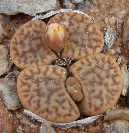 Lithops mennellii L.Bolus 3