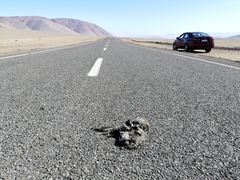 Leucophaeus modestus