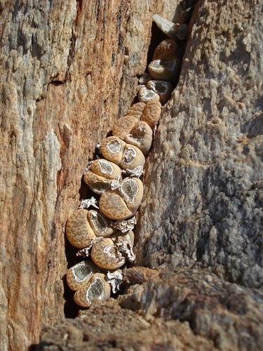 Lithops mennellii L.Bolus 4