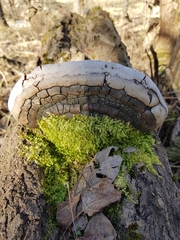 Phellinus populicola