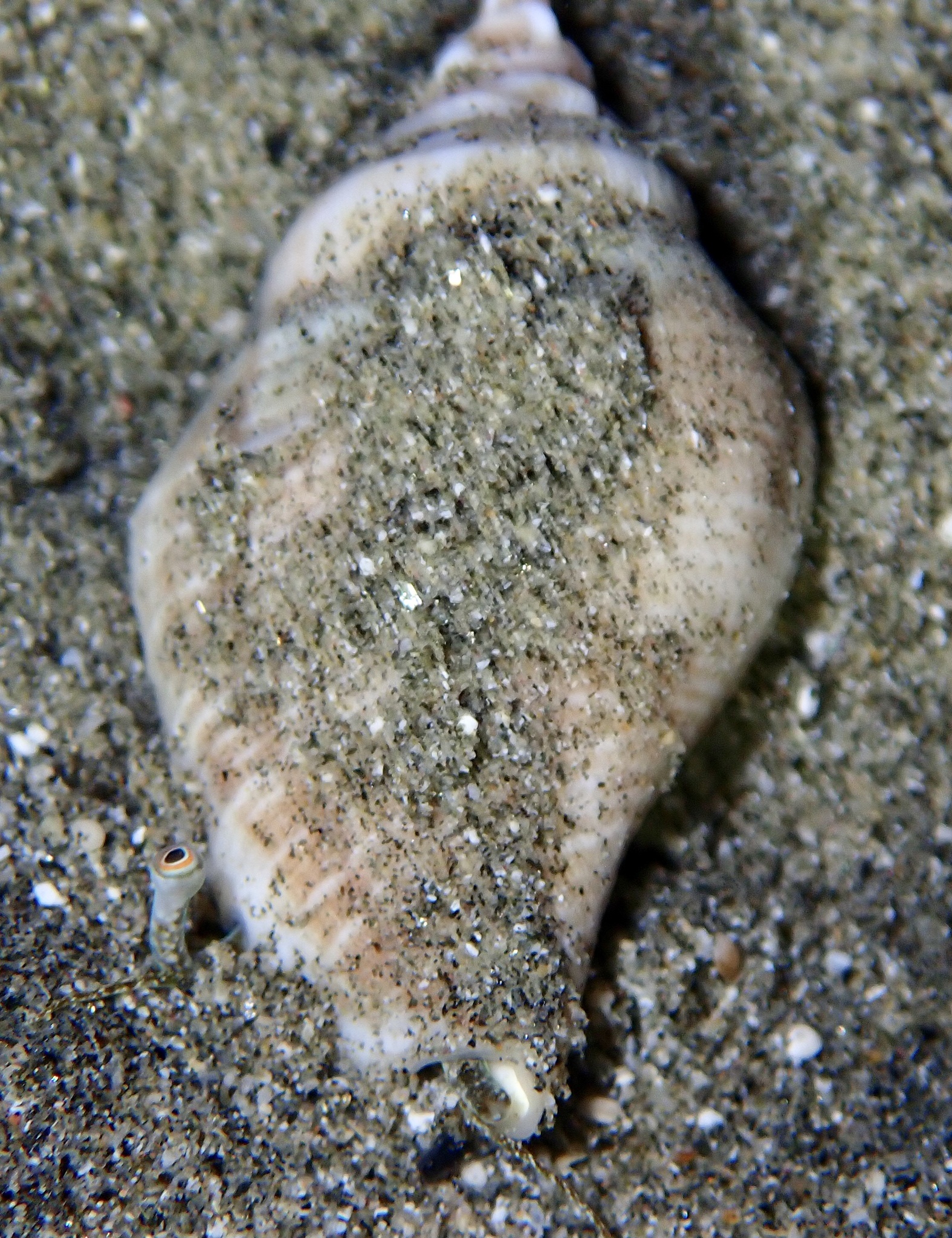 Gibberulus gibberulus (Linnaeus, 1758)