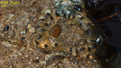 Hynobius quelpaertensis