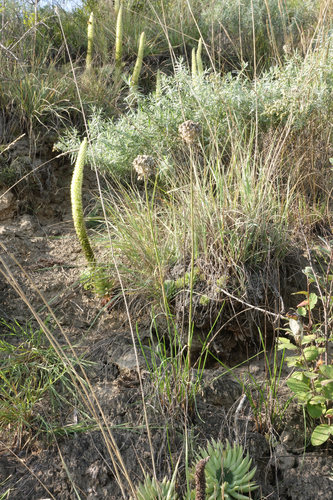 Allium clathratum, photograph 6