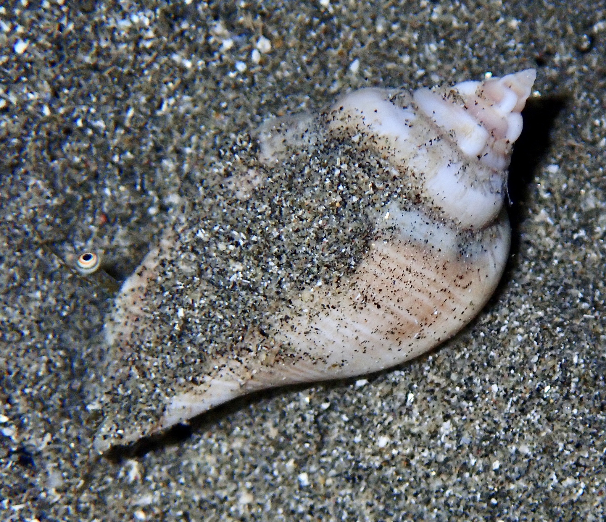 Gibberulus gibberulus (Linnaeus, 1758)