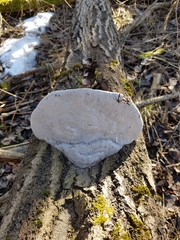 Phellinus populicola