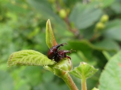 Himatolabus pubescens