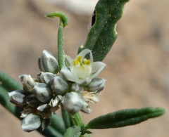 Limeum aethiopicum lanceolatum