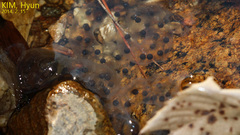 Hynobius quelpaertensis