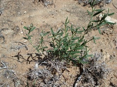 Limeum aethiopicum lanceolatum