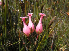 Erica junonia minor