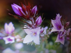 Boronia stricta