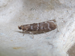 Ortholepis pasadamia
