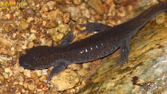 Hynobius quelpaertensis