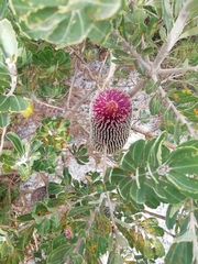 Banksia praemorsa
