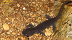 Hynobius quelpaertensis