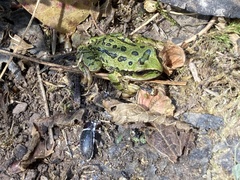Gastrotheca marsupiata