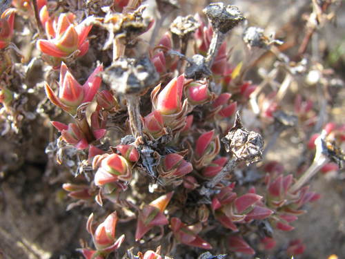 Antimima concinna