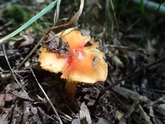 Hygrocybe mucronella