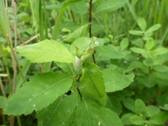 Dasineura salicifoliae