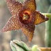 Stapelia similis - Photo (c) juddkirkel, some rights reserved (CC BY-NC)