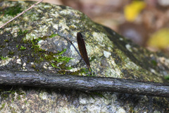 Matrona basilaris