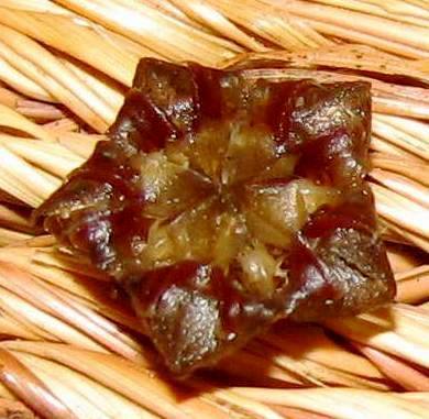 Antimima concinna