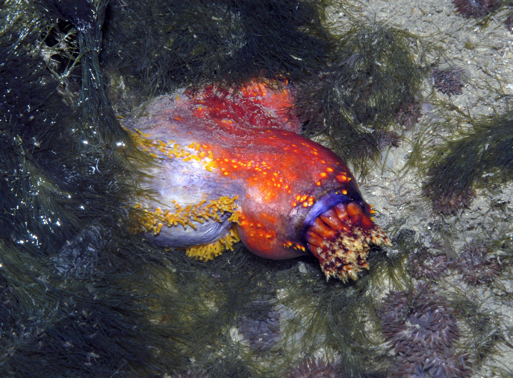 Cucumariidae