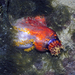 Pepinos de Mar con Tentáculos - Photo (c) Ria Tan, algunos derechos reservados (CC BY-NC-ND)