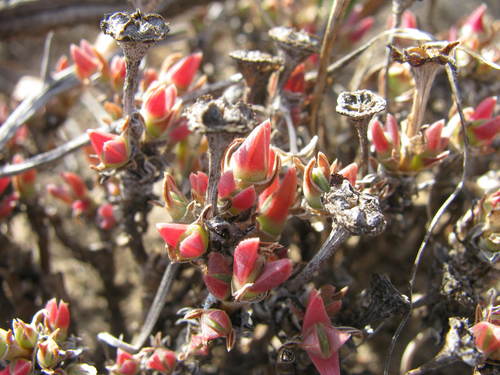Antimima concinna