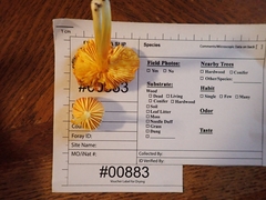 Hygrocybe mucronella