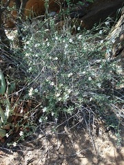 Jamesbrittenia maxii