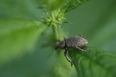 Hyperinae