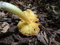 Hygrocybe mucronella