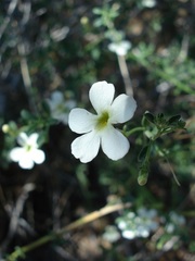 Jamesbrittenia maxii