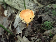 Hygrocybe mucronella
