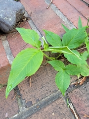 Arisaema dracontium