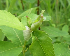 Dasineura salicifoliae