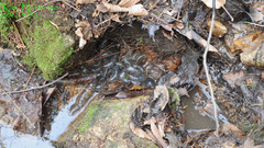 Hynobius quelpaertensis